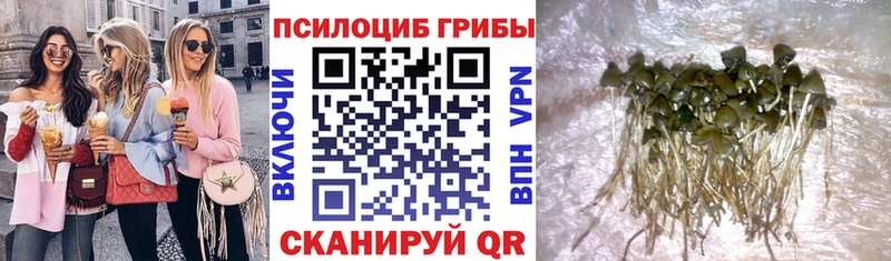 купить наркотики цена  Нытва  Псилоцибиновые грибы Cubensis 